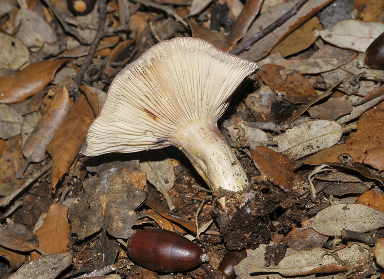 Lactarius luridus ?